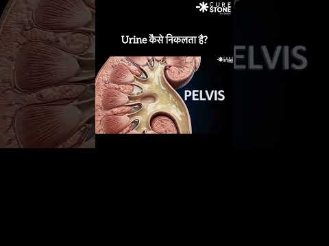 Why urine always travels down